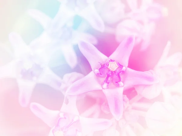 Abstract Blurry crown flower colorful background. — ストック写真