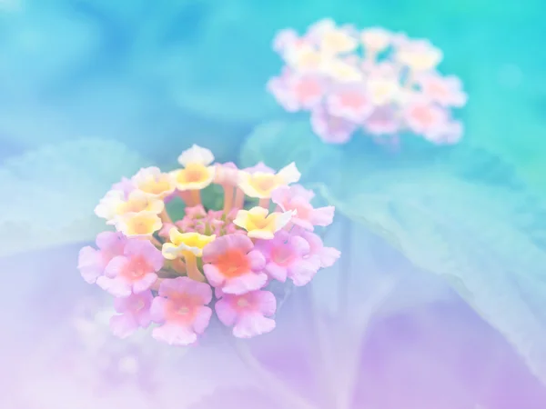 Blurry Lantana Abstrak (Bunga Phakakrong di Thailand) Latar belakang bunga yang berwarna-warni . — Stok Foto