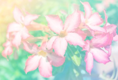 Soyut bulanık, çiçek ve renkli arka plan.