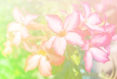 Soyut bulanık, çiçek ve renkli arka plan.