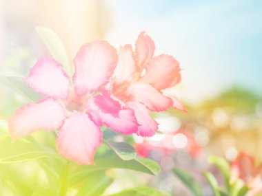 Soyut bulanık, çiçek ve renkli arka plan.