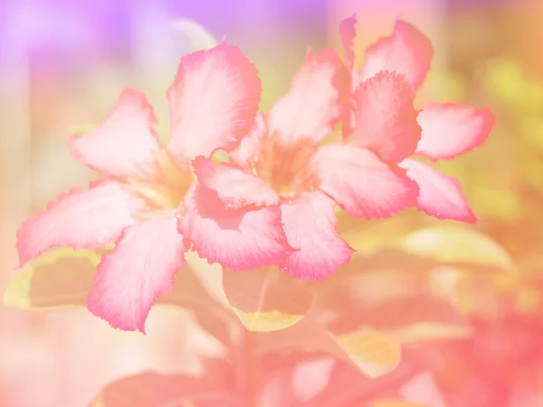 Blurry abstrak dari latar belakang Bunga dan penuh warna . — Stok Foto