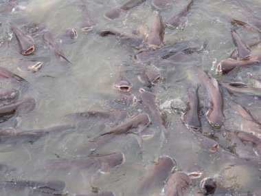 Grup Pangasius balık yemek için rekabet.