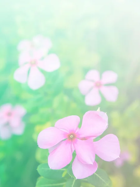 Abstrakt suddiga av blomma och färgstarka bakgrund. — Stockfoto