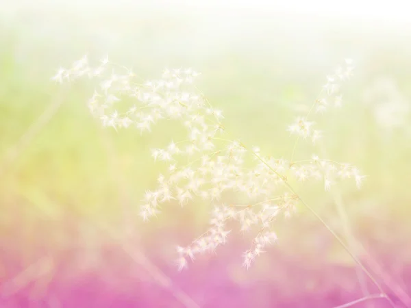 Abstrakt suddiga gräs blomma färgstarka bakgrund. — Stockfoto