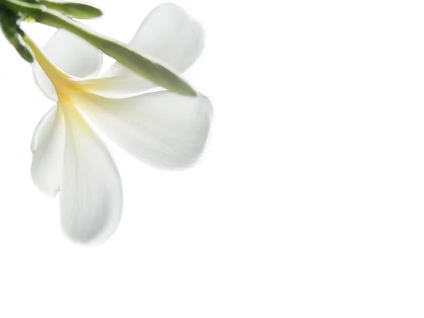 Beauty of White Frangipani or Plumeria flowers.