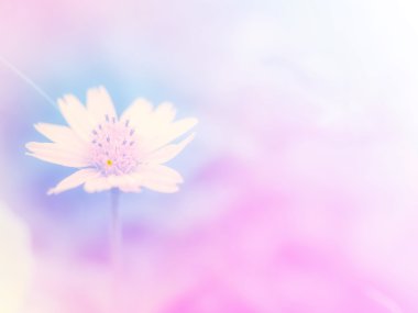 Renkli filtreler ile yapılan güzel çiçekler.