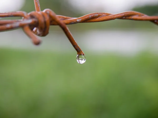 Nära håll rostig barb wire staket med droppar vatten på suddig bakgrund. — Stockfoto