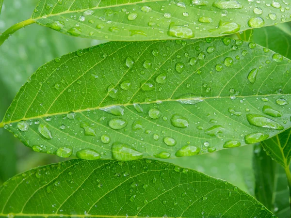 Vackra gröna blad av vaniljsås äpple med droppar vatten. — Stockfoto