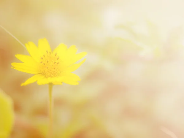 Vackra blommor med färgglada filter. — Stockfoto
