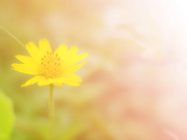 Vackra blommor med färgglada filter. — Stockfoto