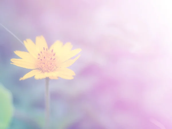다채로운 필터로 만든 아름 다운 꽃. — 스톡 사진