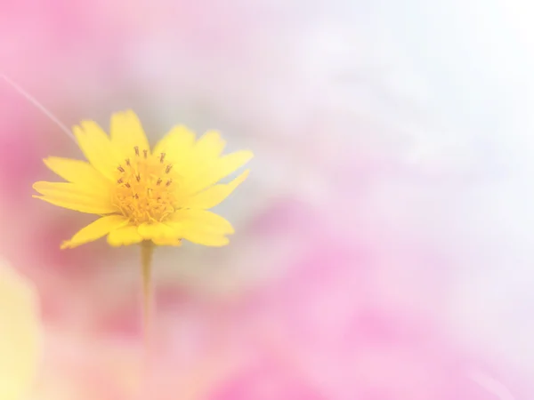 Bunga indah yang dibuat dengan filter berwarna-warni . — Stok Foto