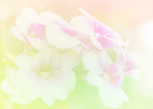 蘭のぼやけたを抽象的な花とカラフルな背景. — ストック写真