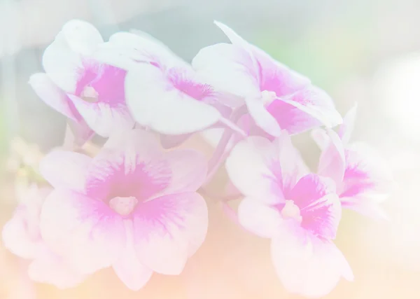 蘭のぼやけたを抽象的な花とカラフルな背景. — ストック写真