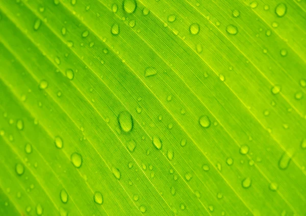 Abstrakt droppar vatten under banana leaf bakgrund. — Stockfoto