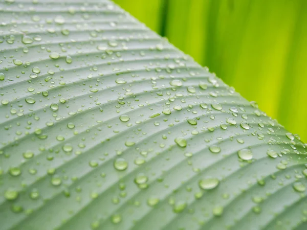 Abstrakt droppar vatten på banana leaf bakgrund. — Stockfoto