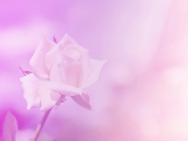 Vacker ros blomma med färgglada filter. — Stockfoto