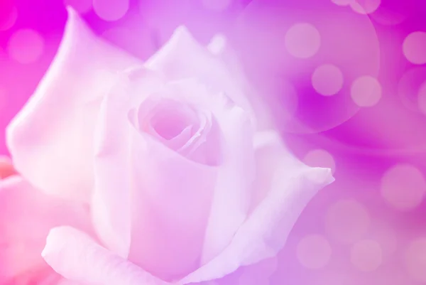 Цветок розы с цветными фильтрами . — стоковое фото