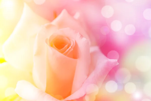 カラフルなフィルターで作られた美しいバラの花. ストック画像