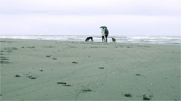 Caminar por la playa en invierno — Vídeo de stock