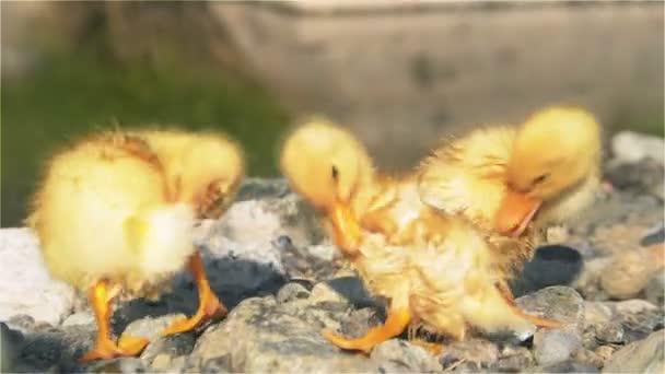 Ducklings are dried on the sunny coast — Stock Video