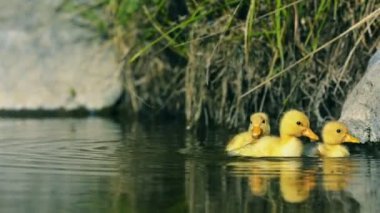 Yüzme creek ve peck ördek yavrusu