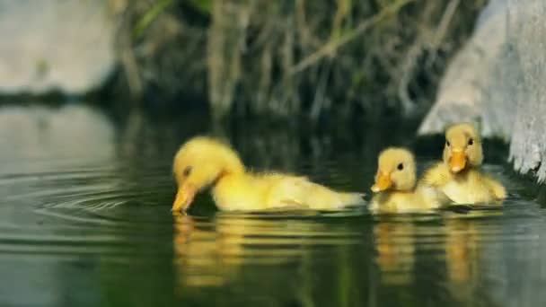 小川で泳ぐアヒルの子 — ストック動画