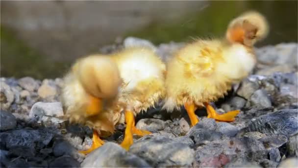 Ducklings are dried on the coast — Stock Video