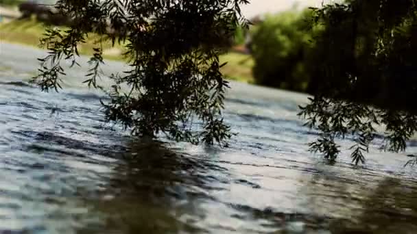 Branches de saule suspendues au-dessus de l'eau — Video