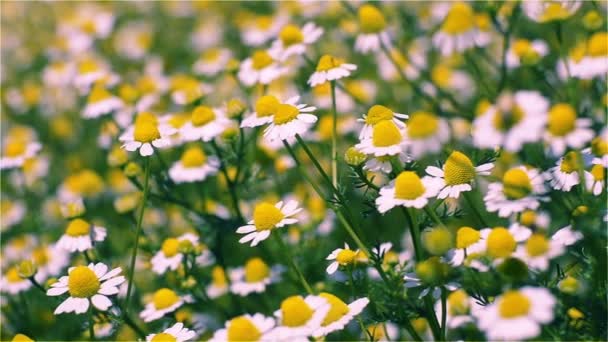 Chamomile on a sunny field — Stock Video