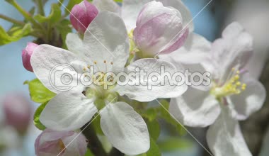 Beyaz elma çiçek biraz kadar yakın Yakınlaştırılmış