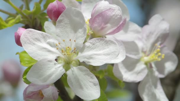 Fiore di mela bianco leggermente ingrandito in primo piano — Video Stock