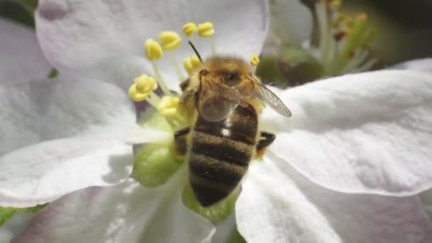 Abelha desembarca na fruta da flor — Vídeo de Stock