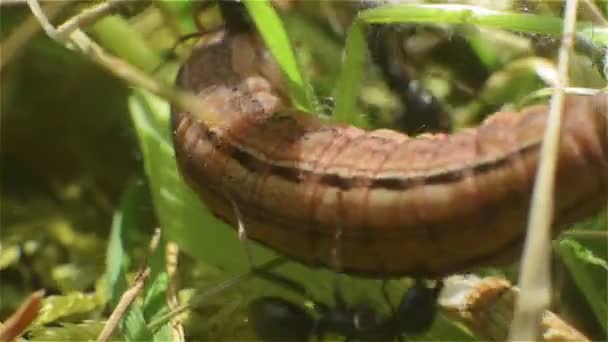 Les fourmis attaquent la chenille brune dans l'herbe 