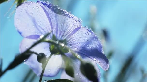 Atrás Flor Azul en el Sol de la Mañana con Primeros planos de Rocío — Vídeo de stock