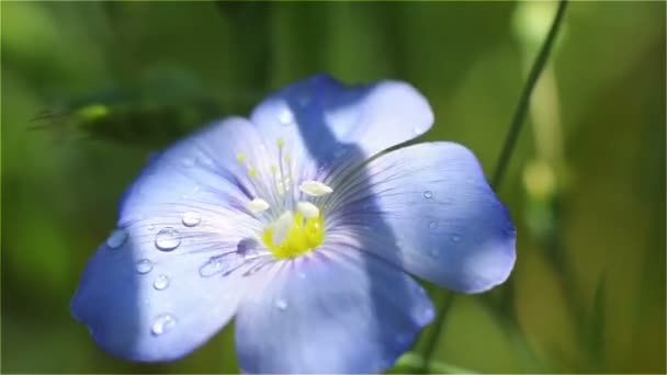 Flor azul en la sombra de la hierba con rocío de la mañana — Vídeos de Stock