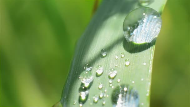 Dewdrop na stéblo trávy detail zelená — Stock video