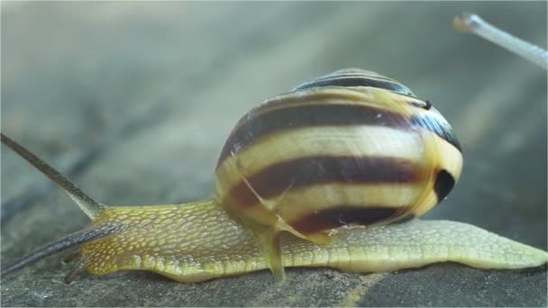 Stor snigel kryper för lilla snigel — Stockvideo