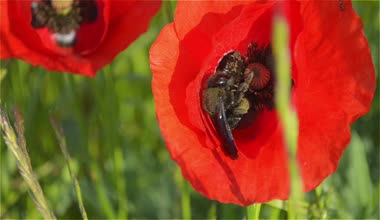 Kırmızı çiçek haşhaş Closeup güneşli bir günde bir böceği o toplar polen ile