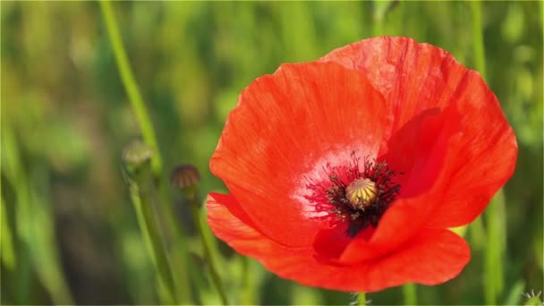 Red Flower Poppy close-up op een zonnige dag — Stockvideo