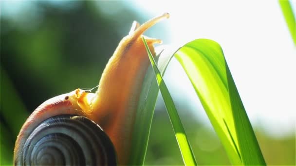 Caracol pequeno rastejando em uma lâmina de grama em um dia ensolarado — Vídeo de Stock