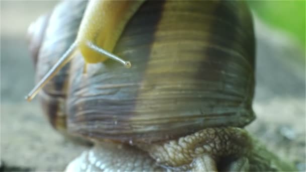 Pequeño caracol arrastra filas de casas Gran caracol — Vídeos de Stock