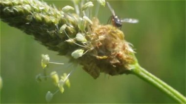 Top, tohum, çayır, çimen, böcek, dinlenme