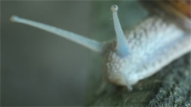 Caracol, Tentáculos, Olhos, Fechar — Vídeo de Stock