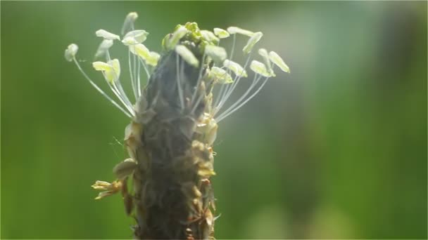 Dessus, Tête, Graine, Prairie, Herbe — Video