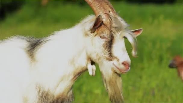 Capricórnio, Cabra, Bocal, Olhos, Branco, Mamíferos, Chifres, Fazenda — Vídeo de Stock