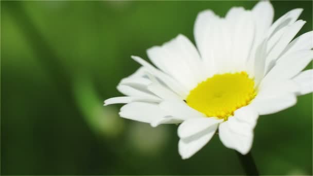 Daisy, vit blomma, kronblad, gula ståndare, pistill — Stockvideo