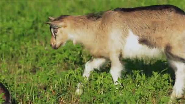 山羊，Goatling，袒护、 孩子、 枪口，眼睛，年轻的时候，高山，布朗，哺乳动物，喇叭，牛奶，农场 — 图库视频影像