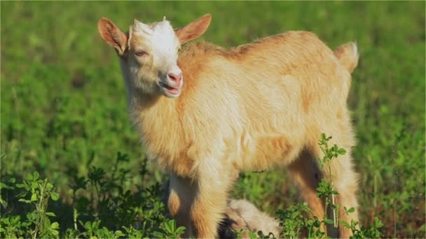 Geit, Goatling, Kiddy, Kid, snuit, ogen, jongere, Brown, zoogdier, hoorns, melk, boerderij — Stockvideo